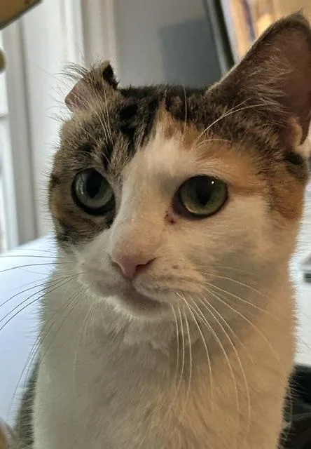 An adult medium-sized female Domestic Short Hair cat named Helga for adoption in Reynoldsburg, OH