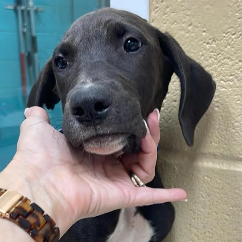 A young large-sized male Mountain Cur dog named Flynn for adoption in Fort Payne, AL