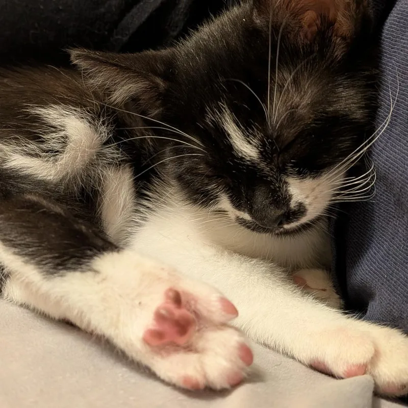 A baby small-sized male Black Domestic Short Hair cat named Flying Dutchman for adoption in Evanston, IL