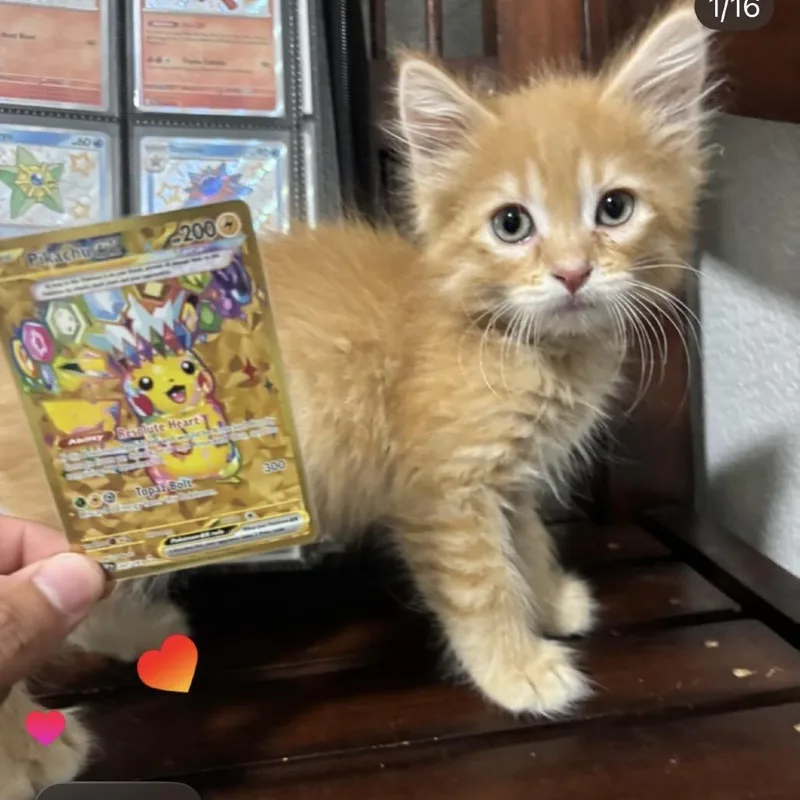Pikachu thumbnail 2