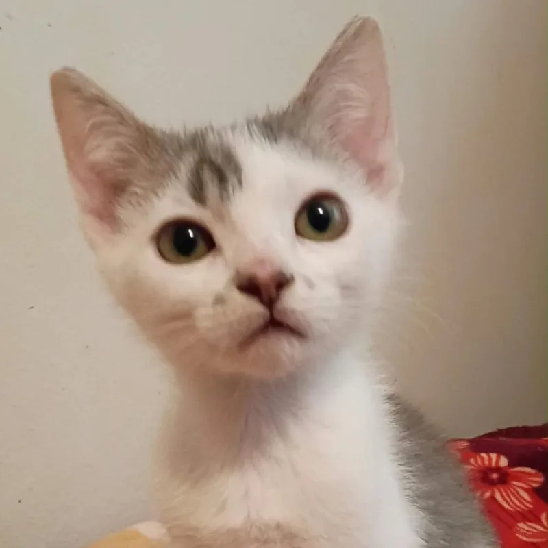 A baby small-sized male Domestic Short Hair cat named Nile for adoption in Coos Bay, OR