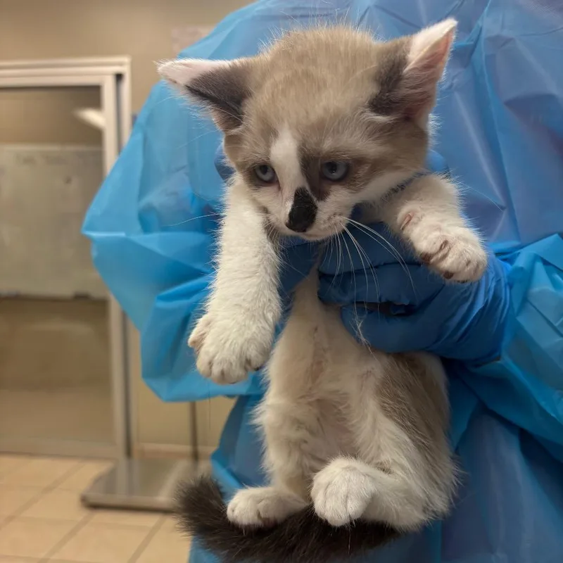A baby small-sized female Cream / Ivory Domestic Short Hair cat named Mang for adoption in Birmingham, AL