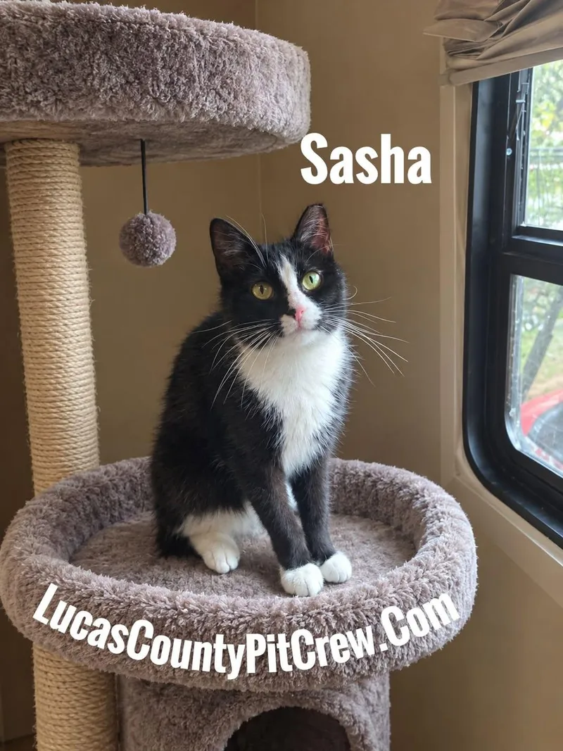 A young medium-sized female Black & White / Tuxedo Tuxedo cat named Sasha for adoption in Toledo, OH