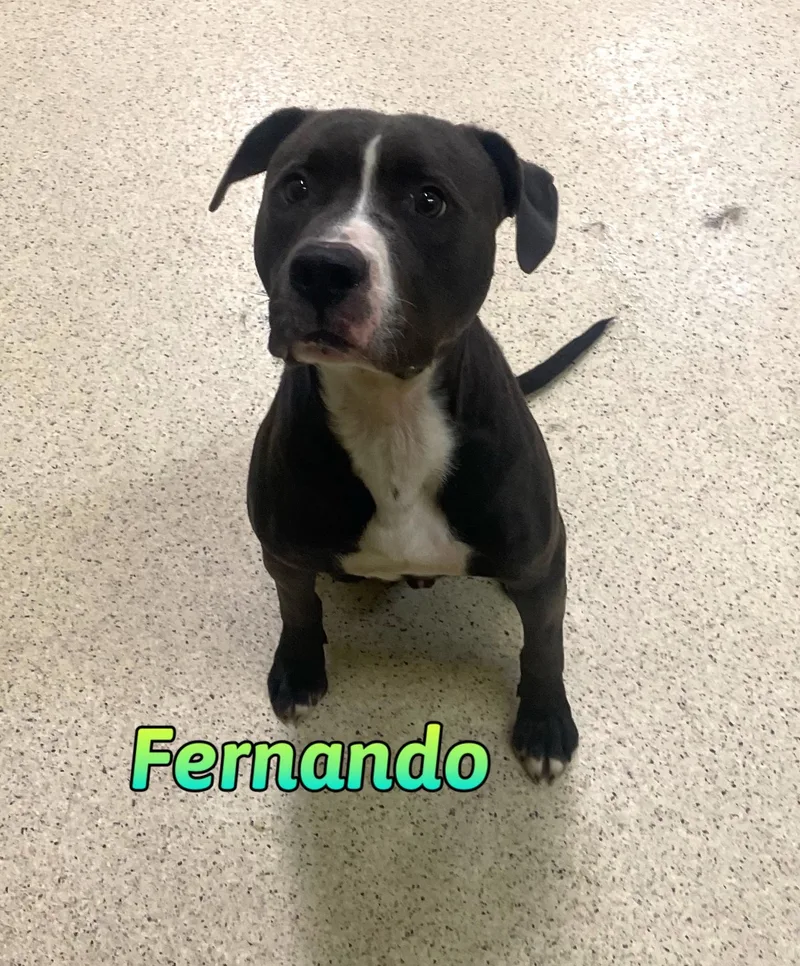 An adult medium-sized male Terrier dog named Fernando for adoption in Muncie, IN