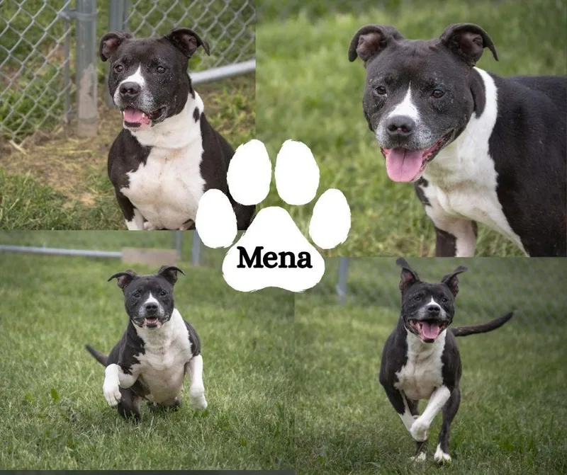 A senior medium-sized female Black Pit Bull Terrier dog named Mena for adoption in Winchester, KY