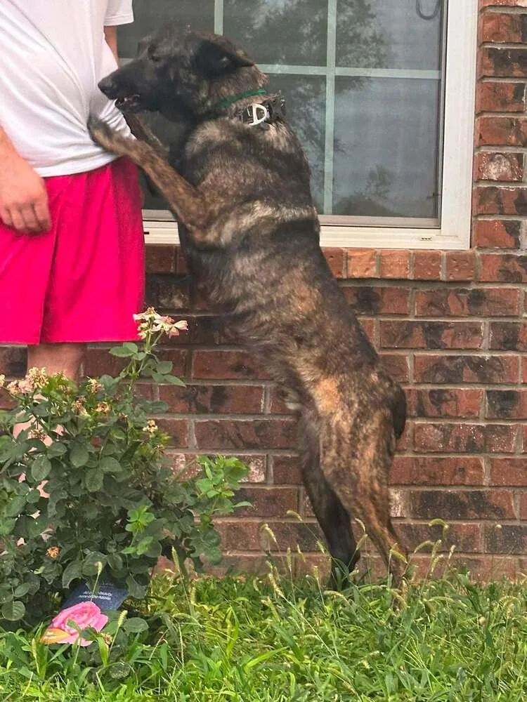 A young large-sized male Dutch Shepherd dog named Maximus Located in for adoption in Imlay City, MI