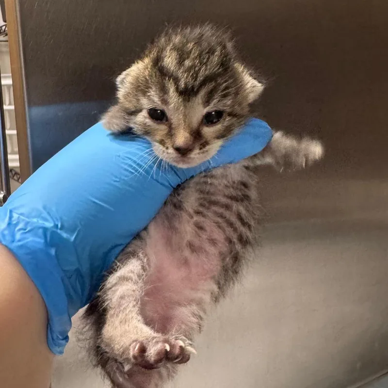 A baby small-sized female Brown / Chocolate Domestic Short Hair cat named Texas Toast for adoption in Columbiana, AL