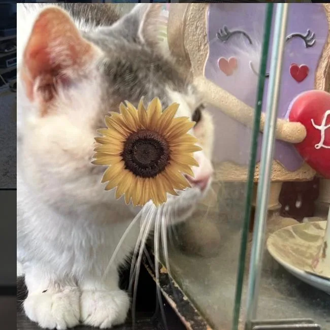 An adult small-sized male White Domestic Short Hair cat named Henry for adoption in Brooklyn, NY