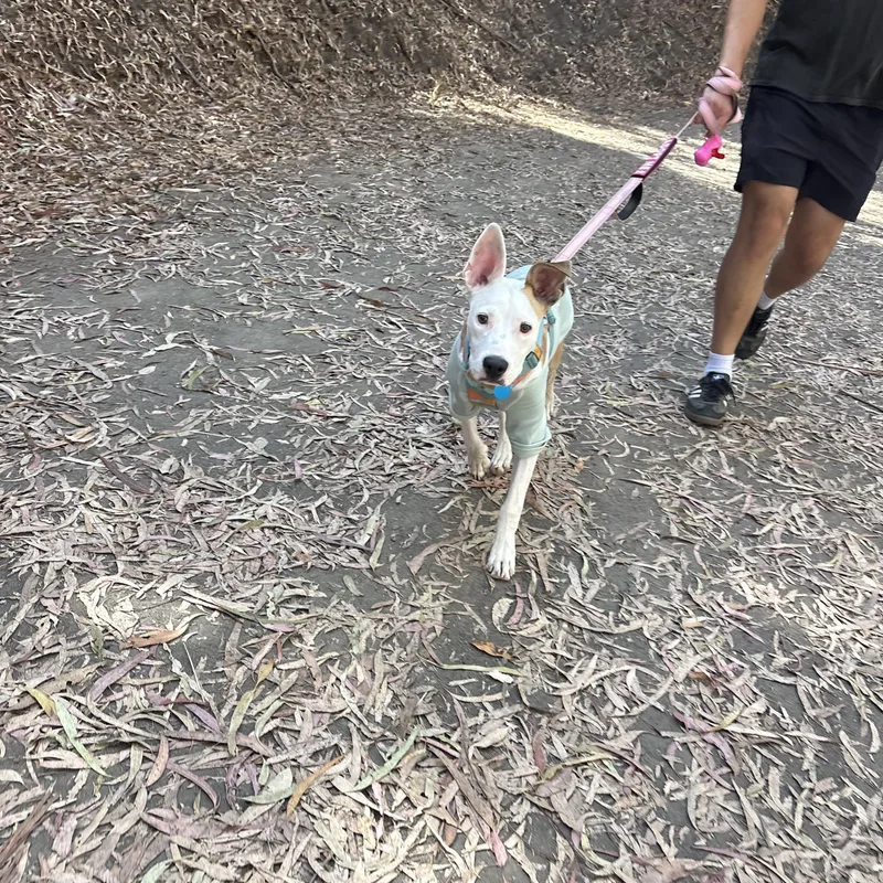 A young medium-sized male White / Cream Pit Bull Terrier dog named Toby for adoption in Claremont, CA