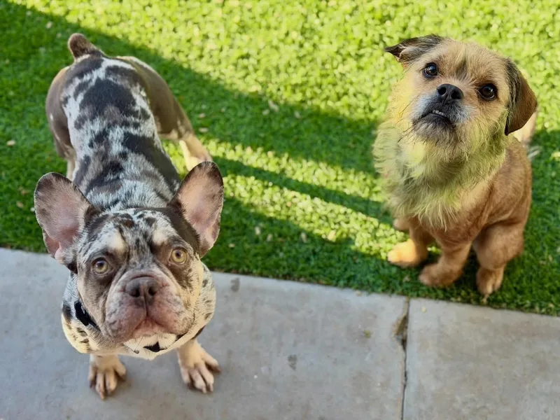 A young medium-sized male French Bulldog dog named Arrow for adoption in Las Vegas, NV