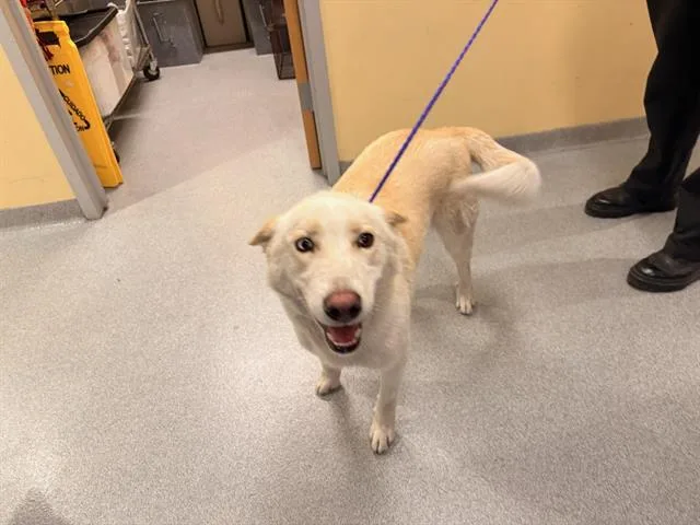 An adult large-sized male German Shepherd Dog dog named Skyler for adoption in Tustin, CA