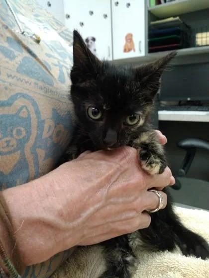 A baby small-sized female Domestic Short Hair cat named Cathy for adoption in Palm Coast, FL