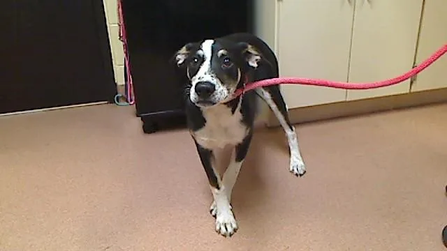 A baby medium-sized male Beagle dog named Melrose for adoption in Cookeville, TN