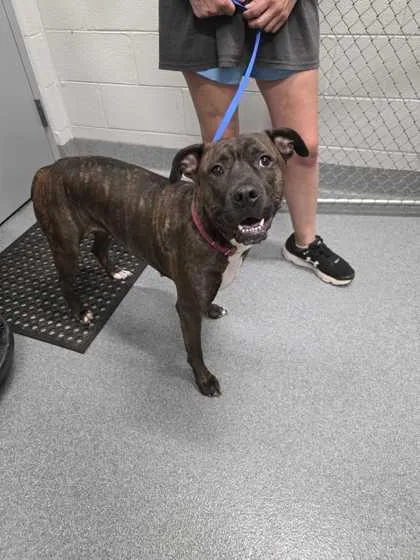 An adult large-sized female Mixed Breed dog named Berkley for adoption in Sevierville, TN