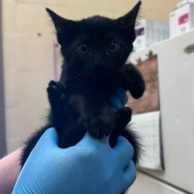 A baby small-sized male Black Domestic Short Hair cat named Teeter for adoption in Birmingham, AL