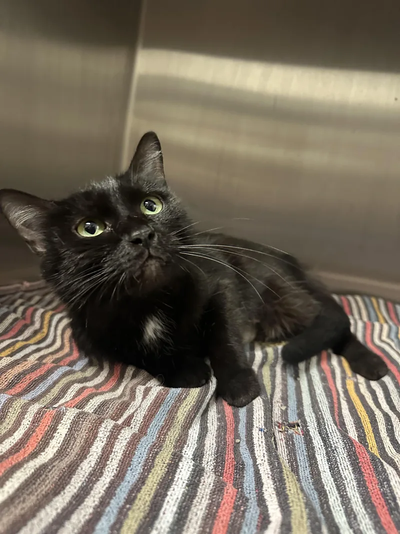 An adult medium-sized female Domestic Short Hair cat named Barbara LoganPrince for adoption in Grand Rapids, MI