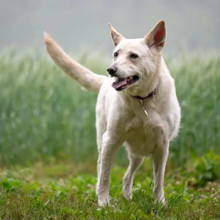 An adult large-sized female White / Cream German Shepherd Dog dog named Sapphire for adoption in New Ringgold, PA