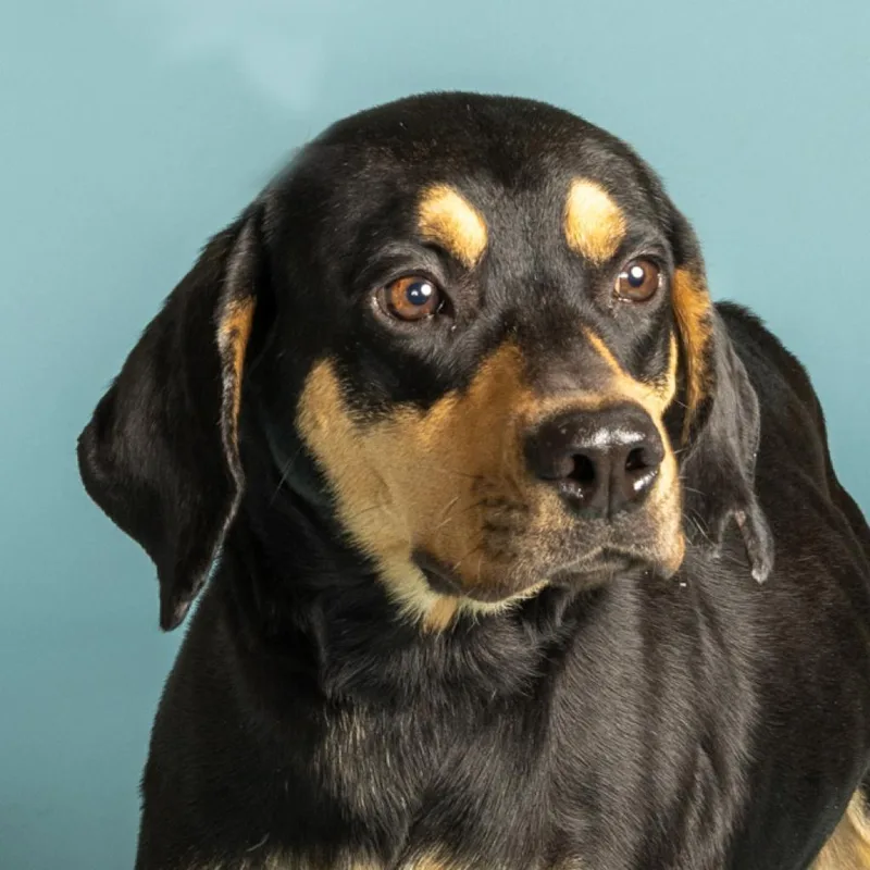 An adult medium-sized female Black and Tan Coonhound dog named Alabama for adoption in Jupiter, FL