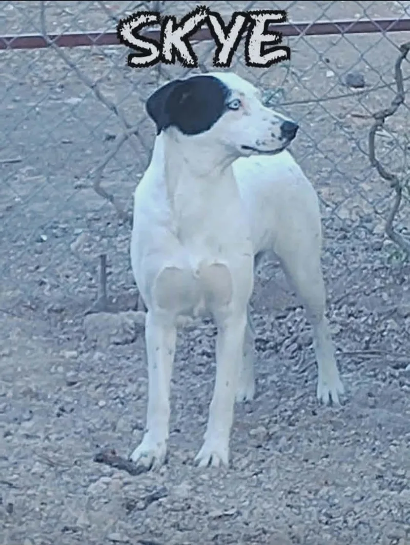 A young medium-sized female Harlequin Australian Cattle Dog / Blue Heeler dog named Skye for adoption in MISSION, TX