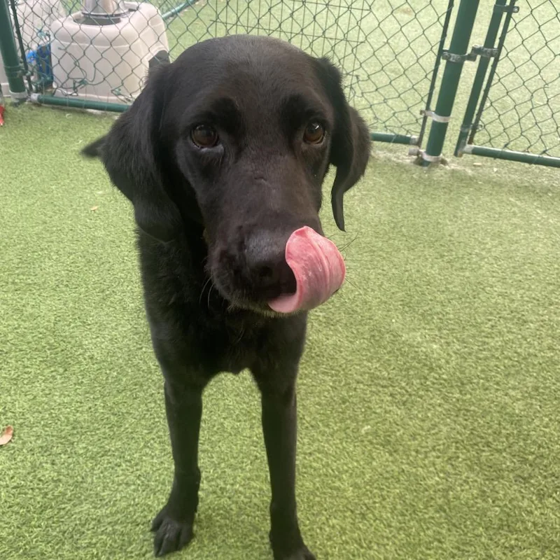 A senior medium-sized male Black Labrador Retriever dog named Tank for adoption in LOXAHATCHEE, FL