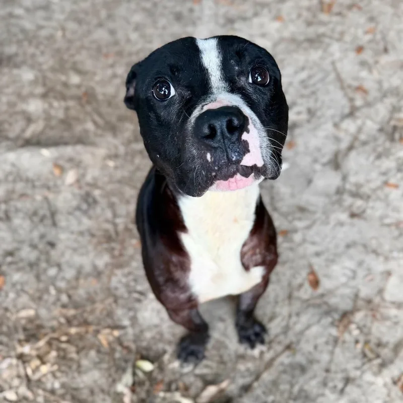 An adult medium-sized male Black Mixed Breed dog named Shaq for adoption in Milton, FL