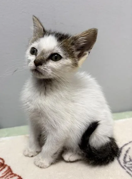 A baby small-sized male Domestic Short Hair cat named Tostito for adoption in West Chester, PA