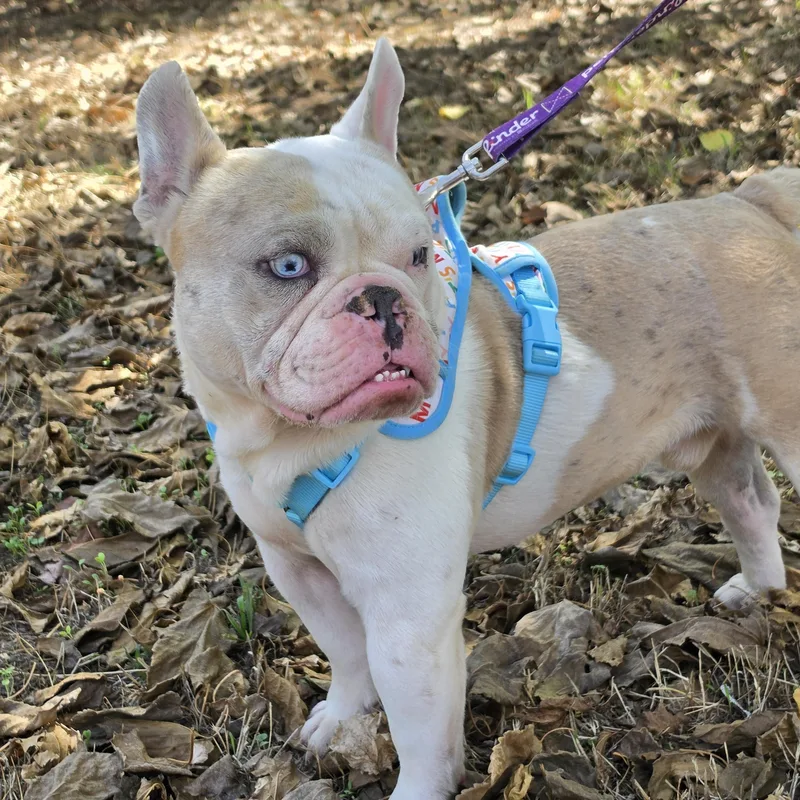 Dozer thumbnail 3