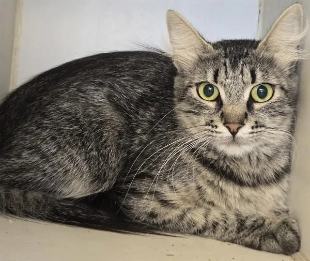 A young small-sized female Domestic Short Hair cat named Penny for adoption in Riverside, CA