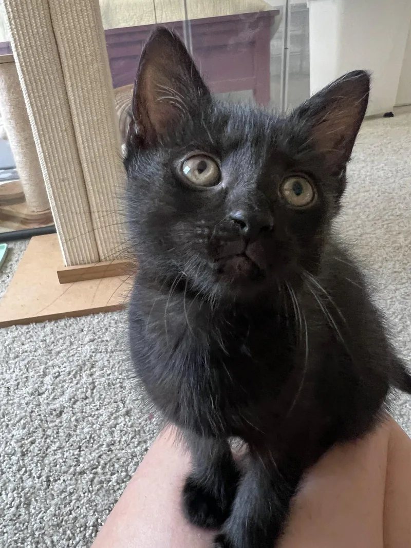 A baby medium-sized female Black Domestic Short Hair cat named Raven for adoption in Pittsboro, NC