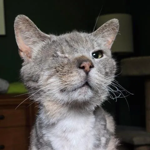 A senior medium-sized male Gray / Blue / Silver Domestic Short Hair cat named Scraggy Bay for adoption in Cincinnati, OH