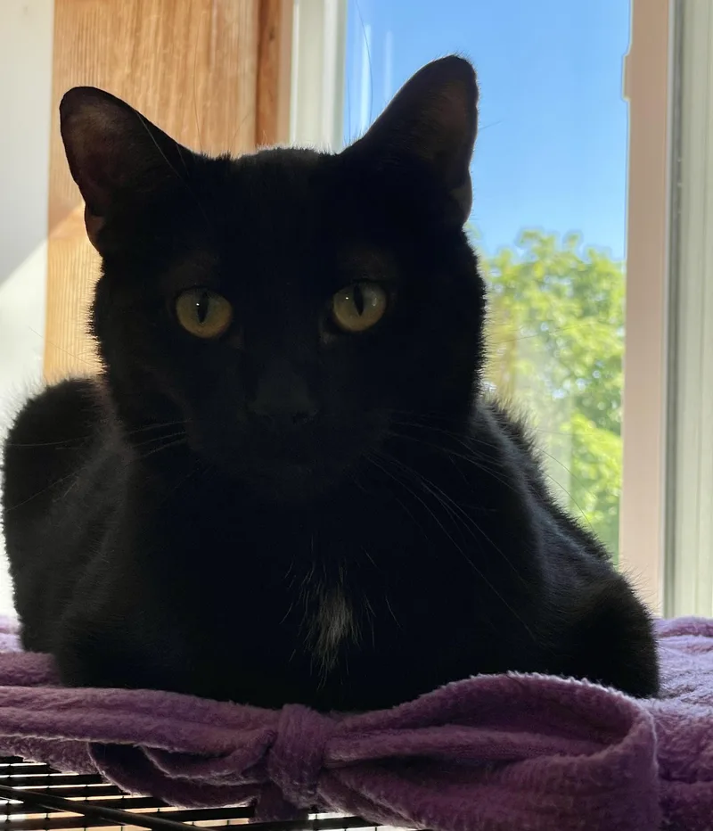 A young medium-sized male Black Domestic Short Hair cat named Reeses for adoption in Lacon, IL