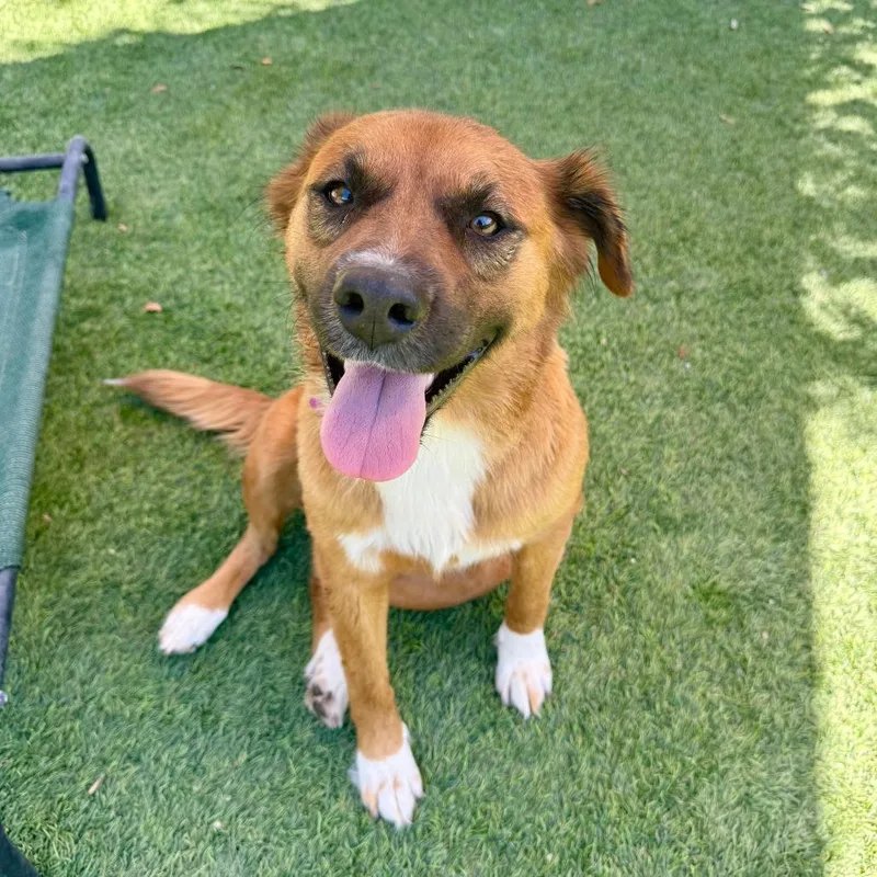 An adult medium-sized female Brown / Chocolate German Shepherd Dog dog named Autumn for adoption in Agoura Hills, CA