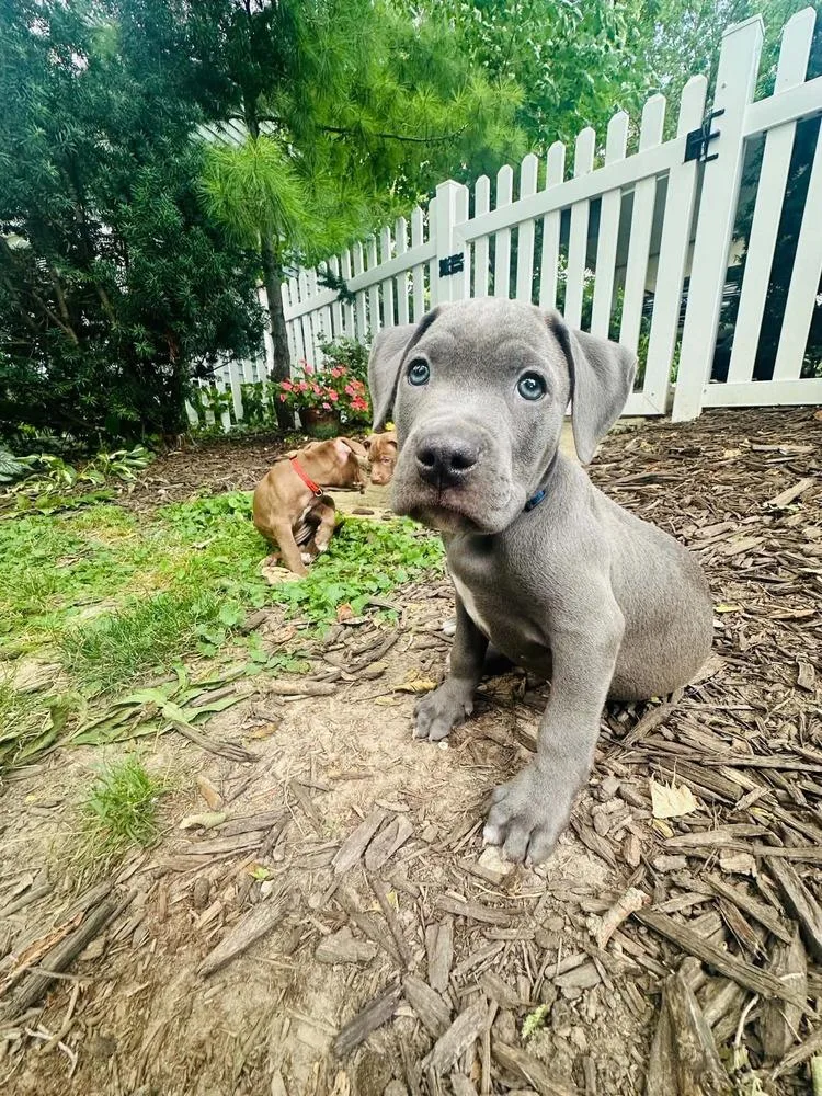A baby large-sized male Gray / Blue / Silver Mixed Breed dog named Ridge for adoption in Lansing, MI