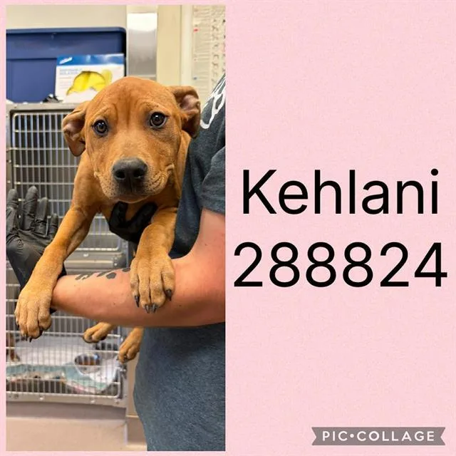 A baby small-sized female Mixed Breed dog named Kehlani for adoption in Macon, GA