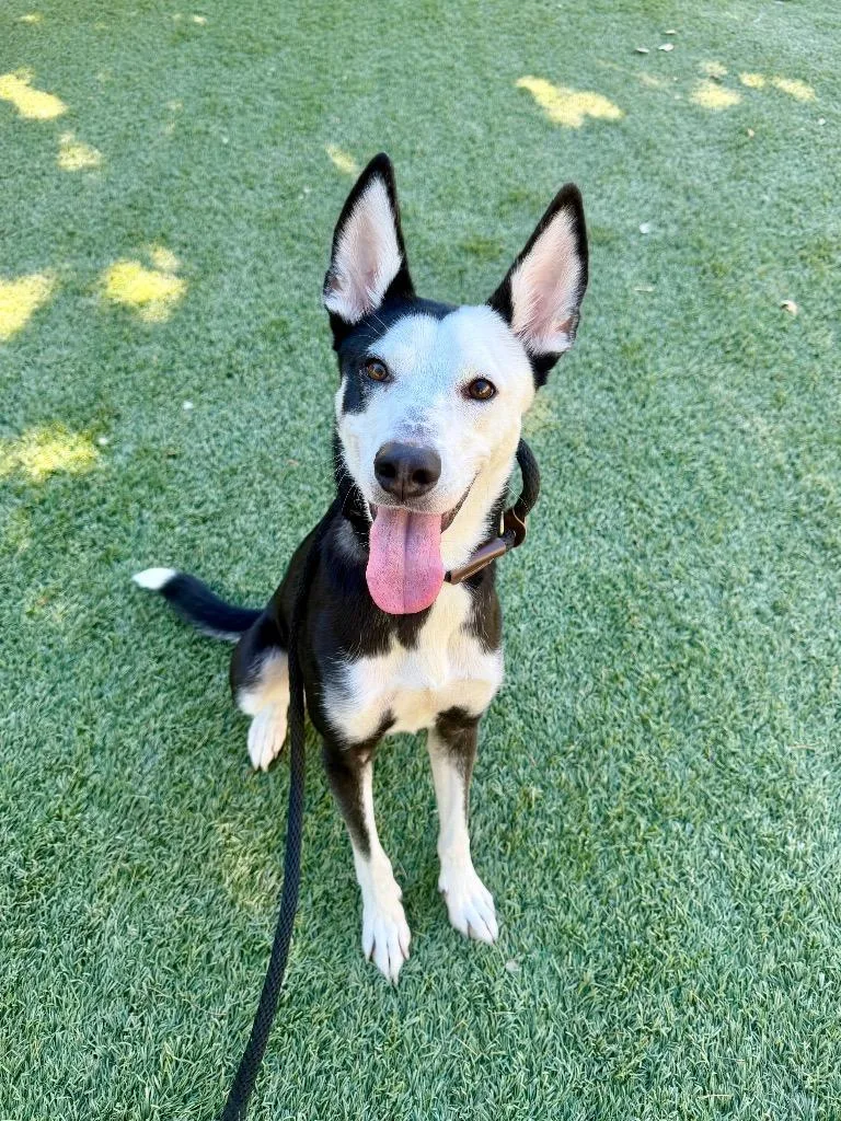 A young medium-sized female Border Collie dog named Sasha for adoption in Chico, CA