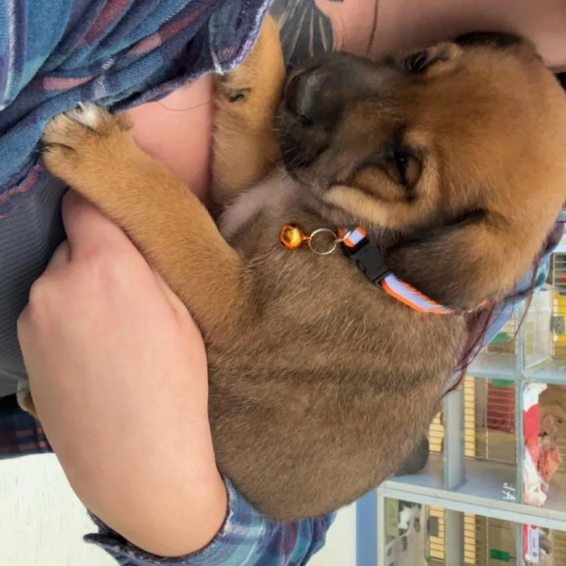 A baby small-sized male Mixed Breed dog named Little T for adoption in Red House, WV