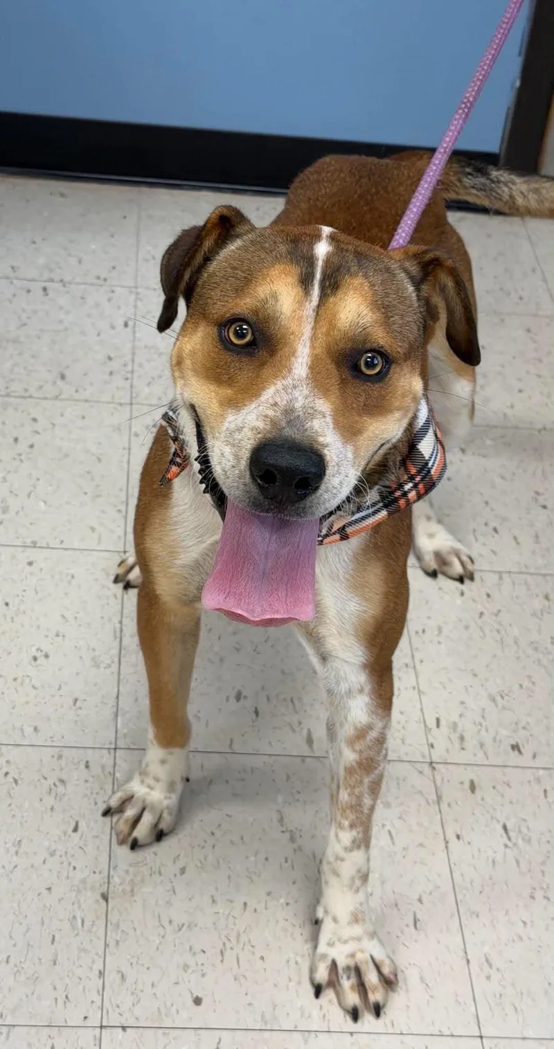 A young medium-sized male English Coonhound dog named Bruno for adoption in Cumming, GA