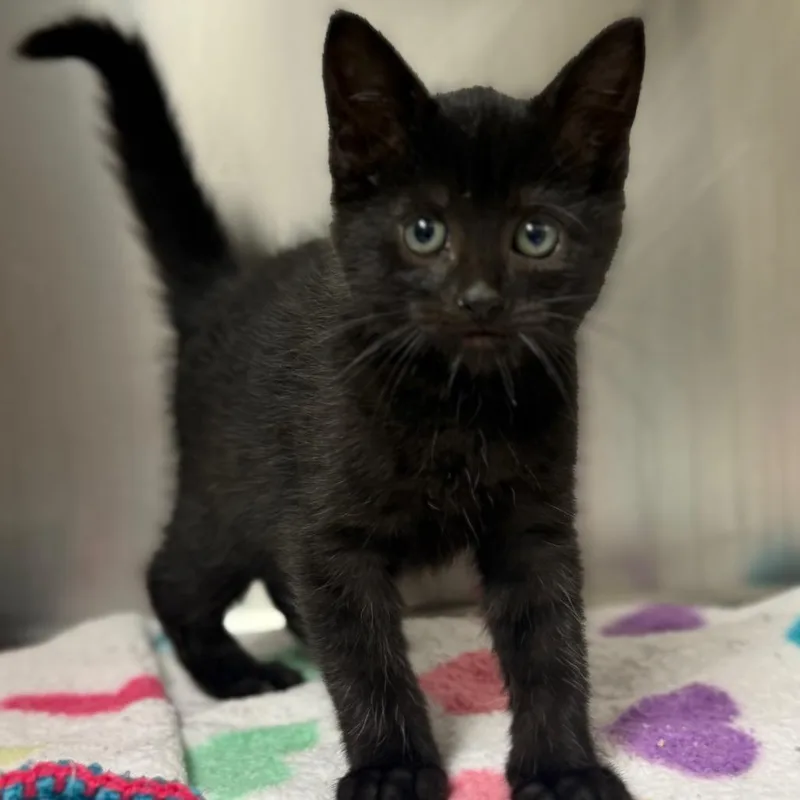 A baby small-sized female Black Domestic Short Hair cat named Fizzy for adoption in Bryan, TX