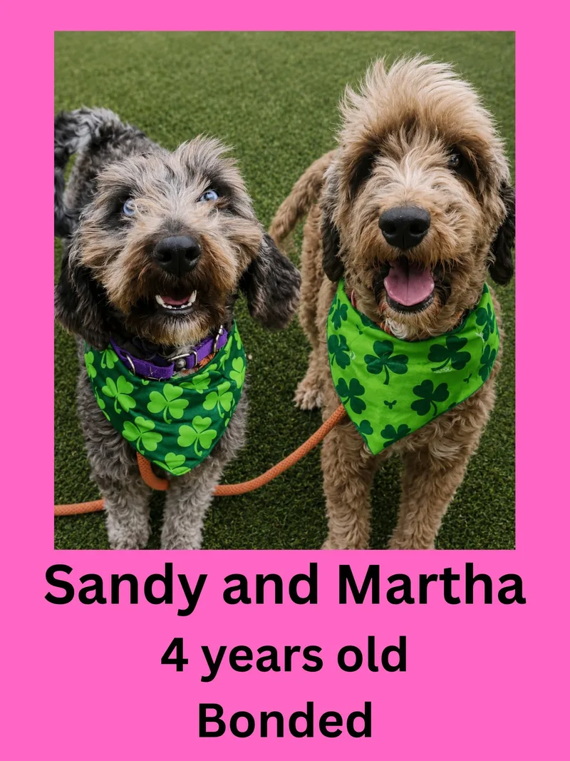An adult medium-sized female Labradoodle dog named Sandy And Martha for adoption in Ravenna, OH