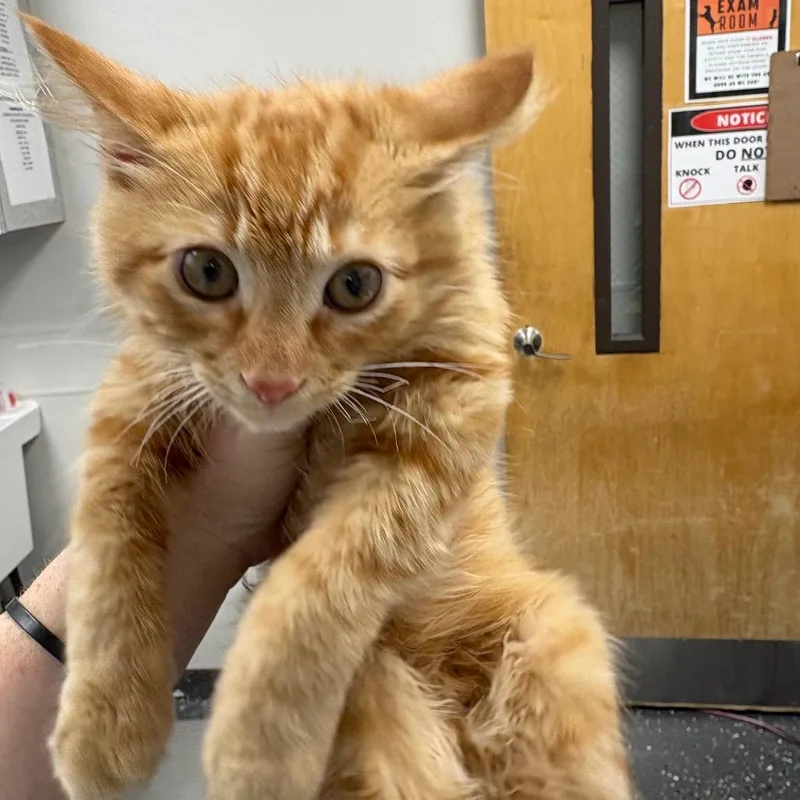 A baby small-sized male Orange / Red Domestic Long Hair cat named Barret for adoption in Columbiana, AL