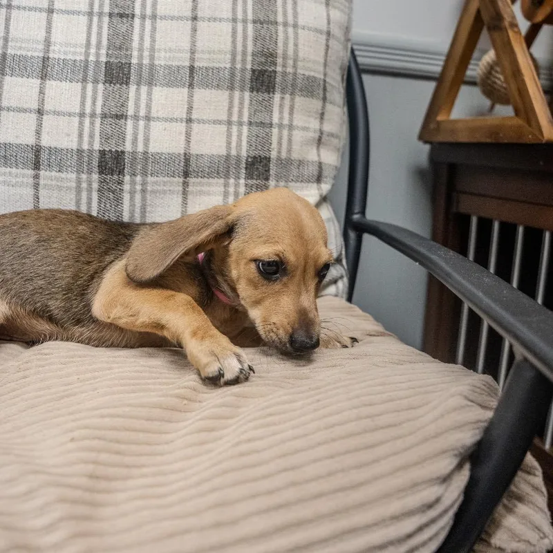 A baby small-sized male Brown / Chocolate Dachshund dog named Baby Saja for adoption in Pawling, NY