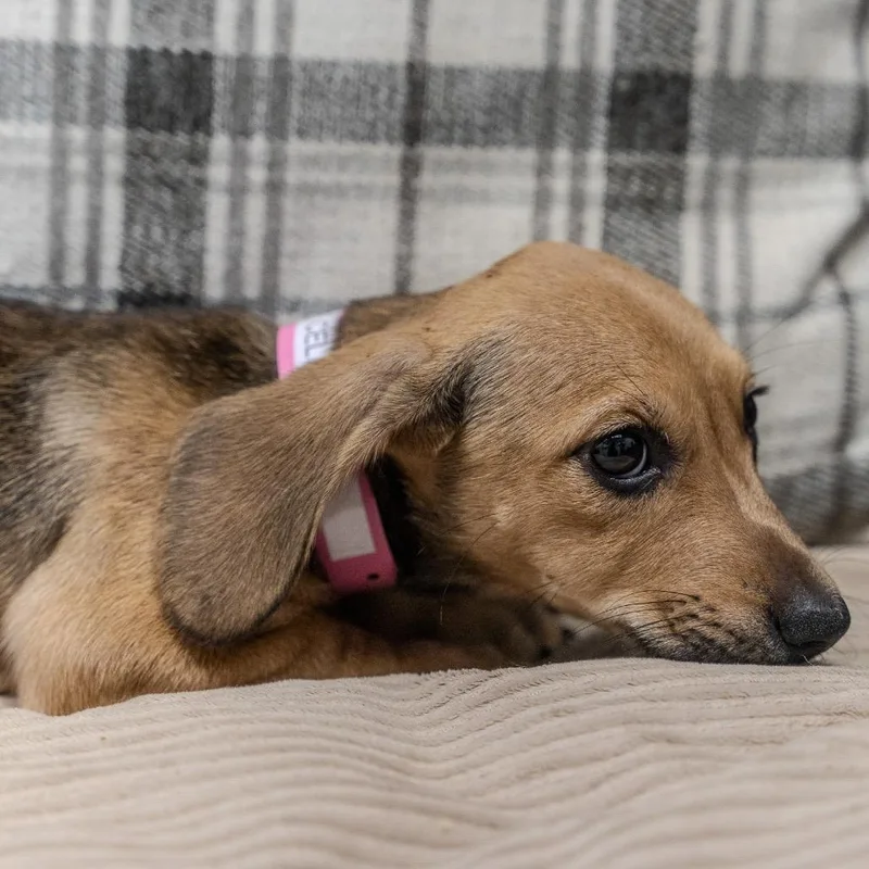 Baby Saja thumbnail 3