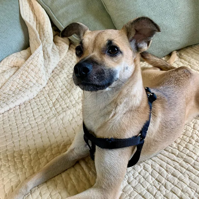 An adult medium-sized female Yellow / Tan / Blond / Fawn Chihuahua dog named Glory for adoption in San Francisco, CA