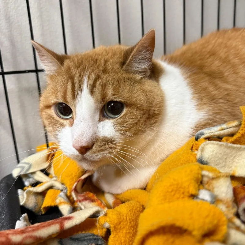An adult medium-sized male Orange / Red Domestic Short Hair cat named Peter Tiger for adoption in Normal, IL