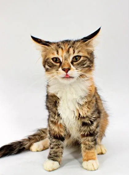 A baby small-sized female Domestic Medium Hair cat named Paige for adoption in Morton Grove, IL