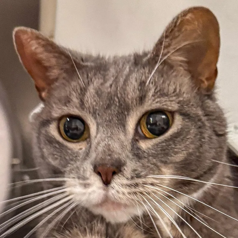 A senior medium-sized female Gray / Blue / Silver Domestic Short Hair cat named Rocky for adoption in Kennebunk, ME