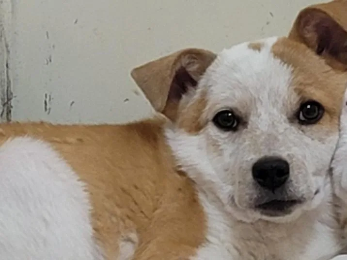 A baby small-sized male Mixed Breed dog named Jacks for adoption in Santa Fe, NM