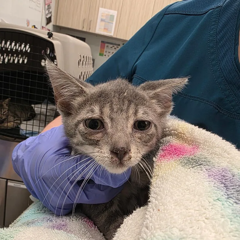 A baby small-sized male Gray / Blue / Silver Domestic Short Hair cat named Goose for adoption in Chattanooga, TN