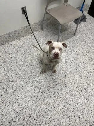 A young medium-sized male Pit Bull Terrier dog named Mojo Jojo for adoption in Atlanta, GA