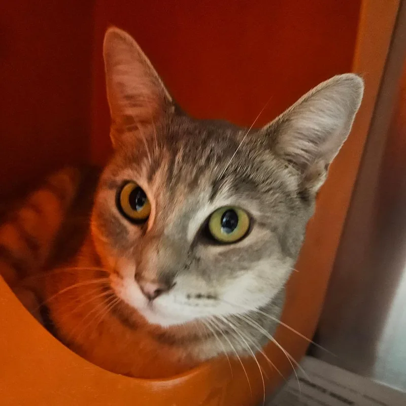 Mochi